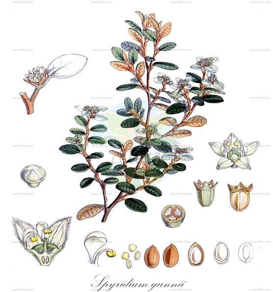 Spyridium gunnii