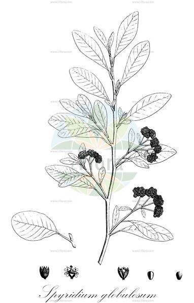 Spyridium globulosum