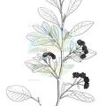 Spyridium globulosum