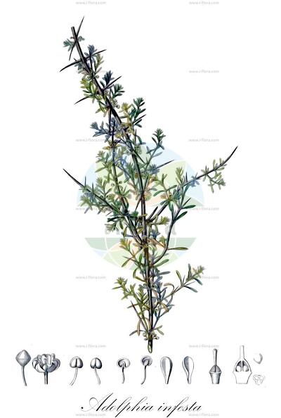 Adolphia infesta