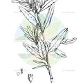 Auerodendron northropianum