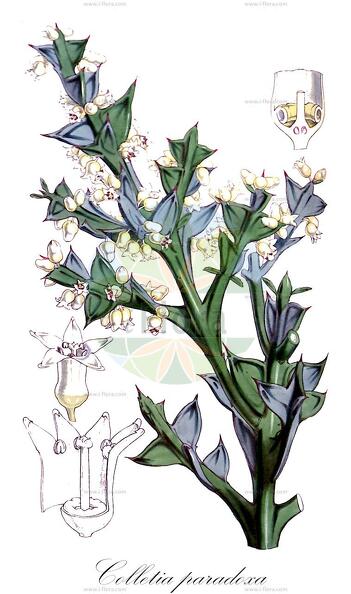 Colletia paradoxa