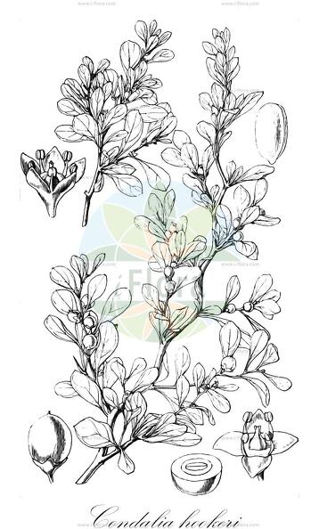 Condalia hookeri