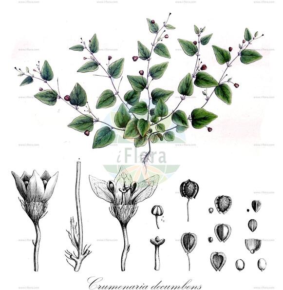 Crumenaria decumbens
