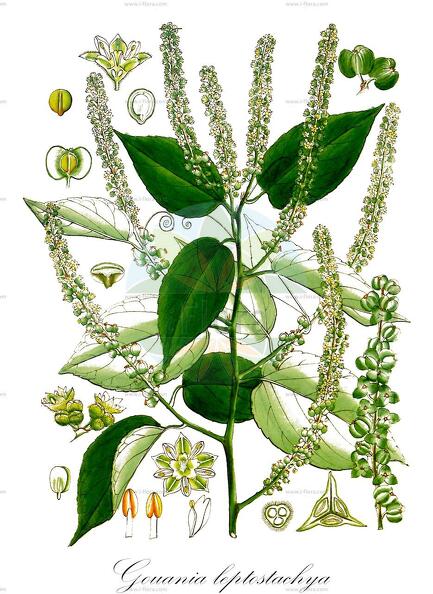 Gouania leptostachya