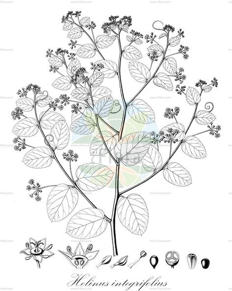 Helinus integrifolius