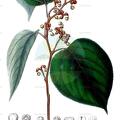 Hovenia dulcis
