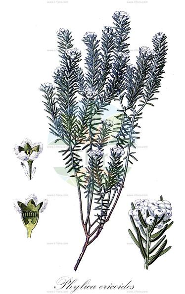 Phylica ericoides