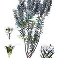 Phylica ericoides