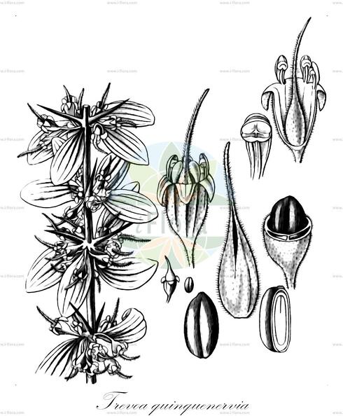 Trevoa quinquenervia