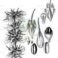 Trevoa quinquenervia