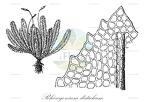 Rhizogonium distichum