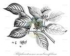 Blepharistemma membranifolium