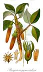 Bruguiera gymnorhiza
