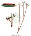 Rhodochorton