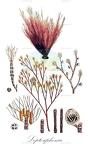 Leptosiphonia