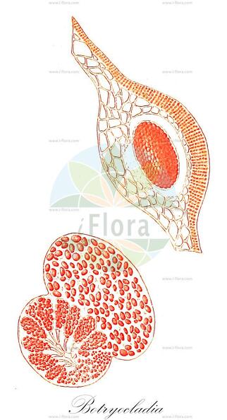 Botryocladia