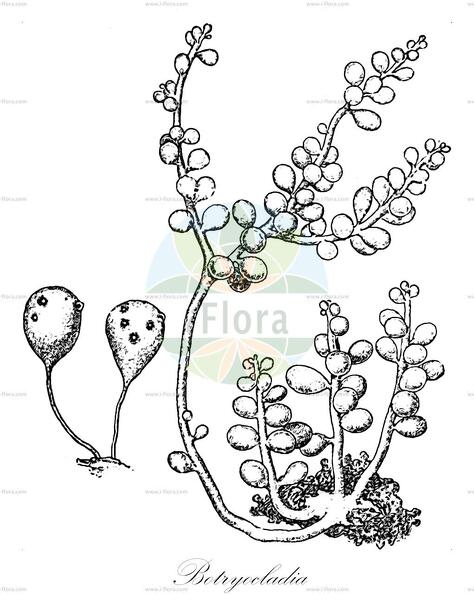 Botryocladia