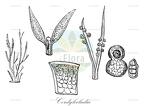 Cordylecladia