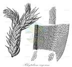 Rhytidium rugosum
