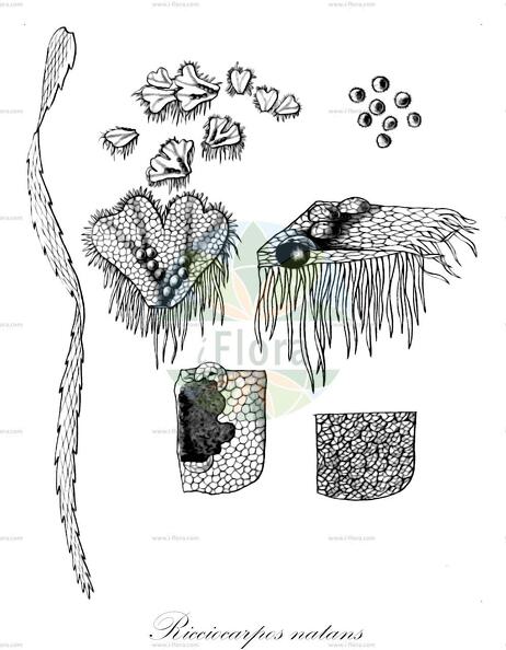 Ricciocarpos natans