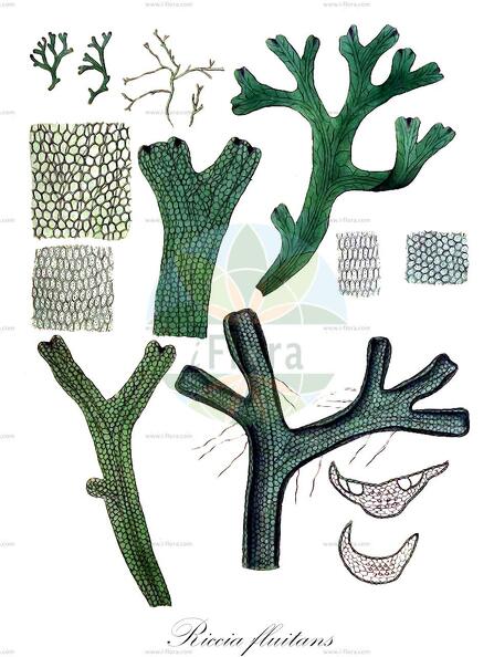 Riccia fluitans