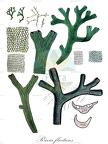 Riccia fluitans