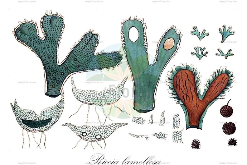 Riccia lamellosa