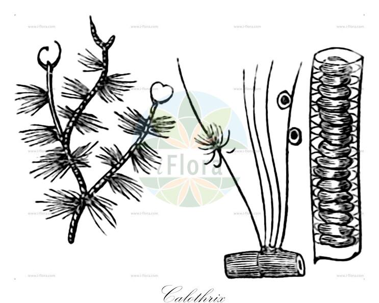 Calothrix