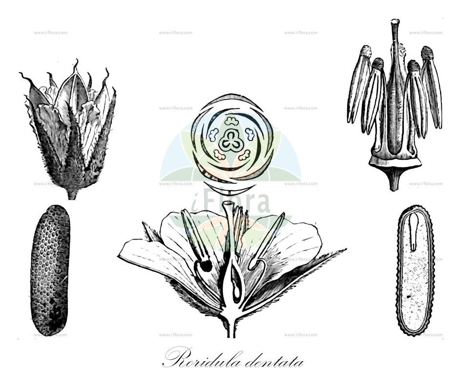 Roridula dentata