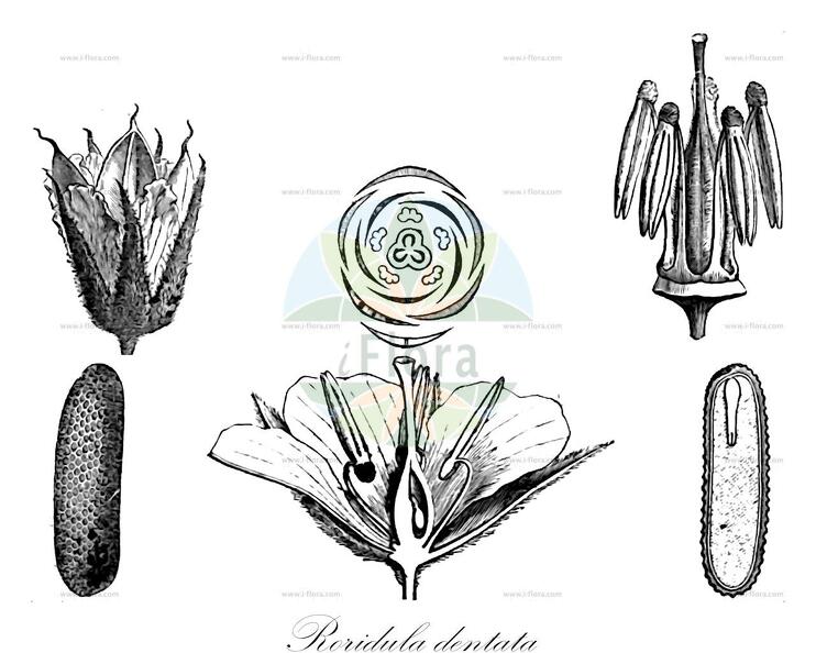 Roridula dentata