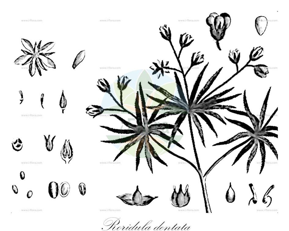 Roridula dentata
