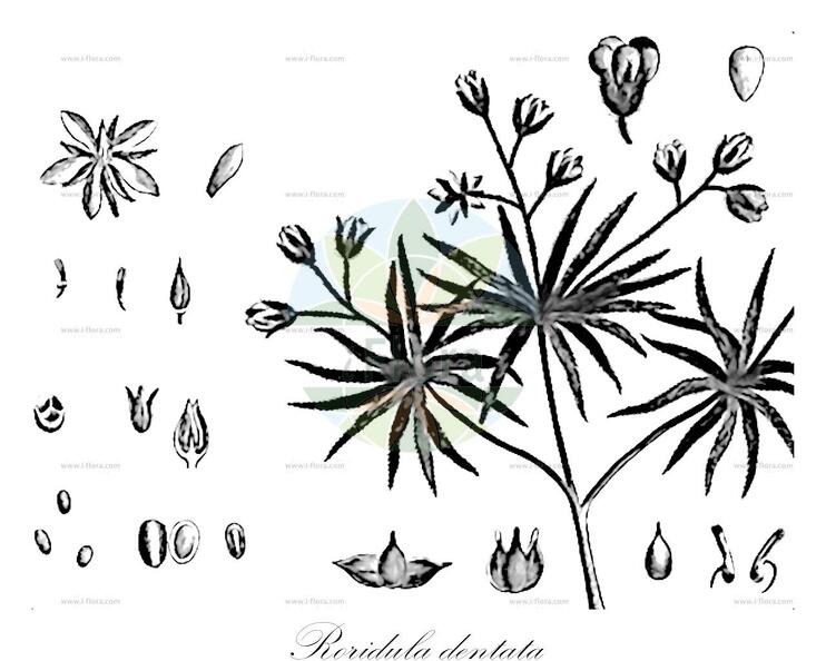 Roridula dentata