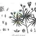 Roridula dentata