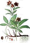 Comarum palustre