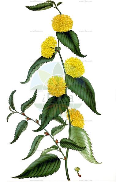 Kerria japonica