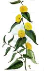 Kerria japonica