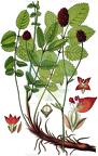 Sanguisorba officinalis