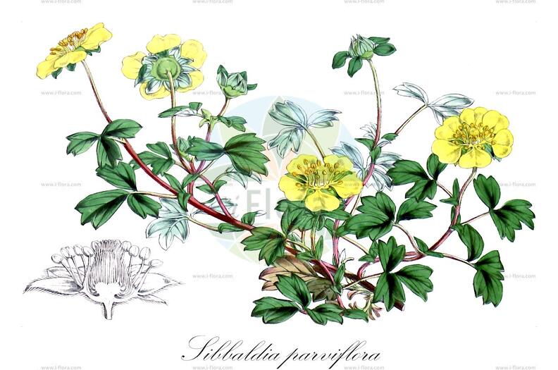 Sibiraea laevigata