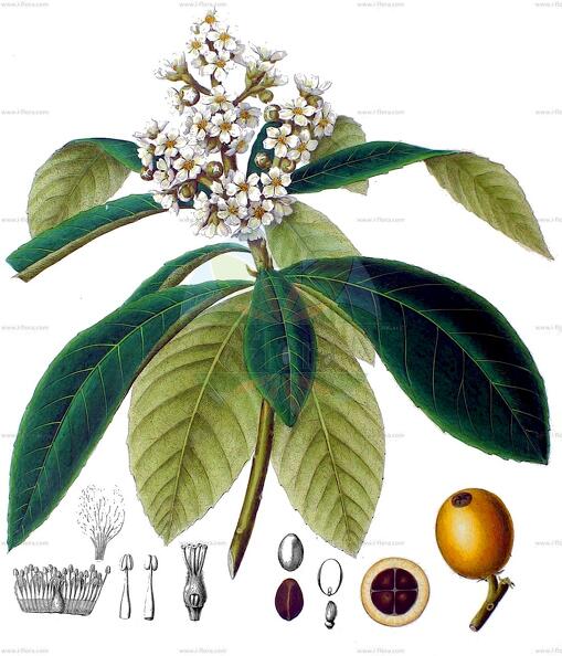 Eriobotrya japonica