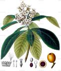 Eriobotrya japonica