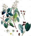 Amelanchier lamarckii