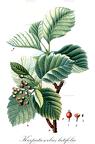 Karpatiosorbus latifolia