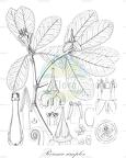 Roussea simplex