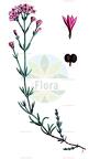 Cynanchica pyrenaica subsp. cynanchica