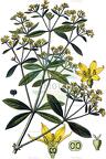 Rubia tinctorum