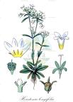 Houstonia longifolia