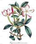 Hyperacanthus amoenus