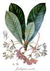 Jackiopsis ornata