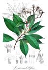 Joosia umbellifera